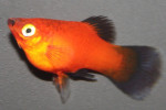 Platy Waiktail